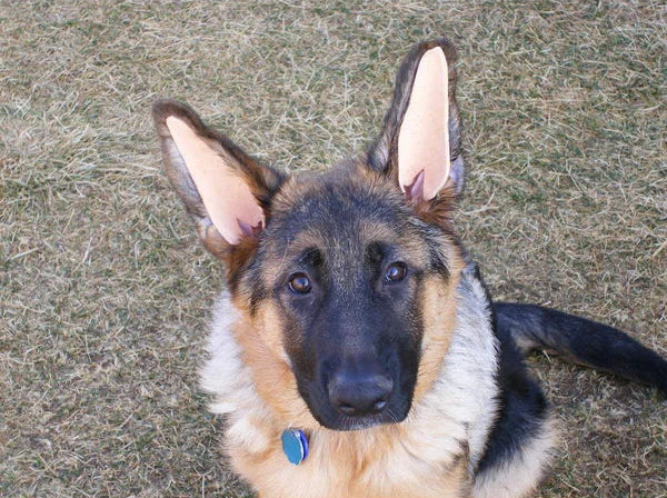 Tear Mender - Glue for Ear Supports