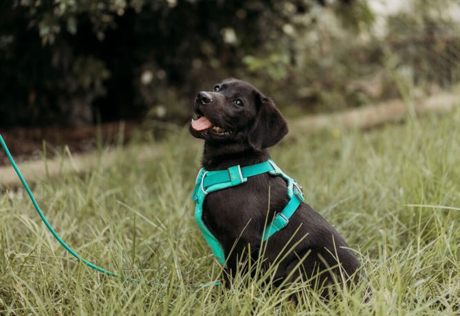 K9Pro - The K9 Professionals – K9 Pro - The K9 Professionals