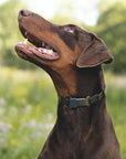 NeckTech Sport Collar with ClicLock - By Herm Sprenger