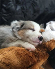 Snuggle Puppy