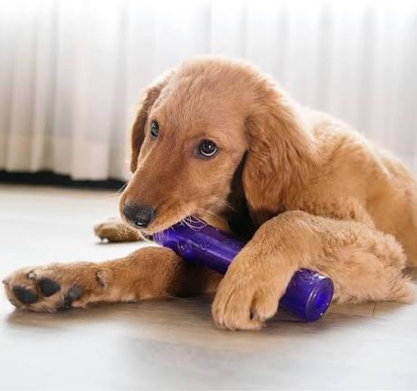 Kong Squeezz Crackle Stick