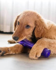 Kong Squeezz Crackle Stick
