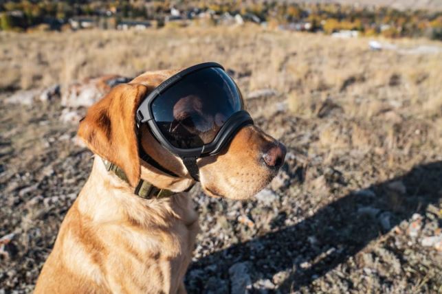 Goggles for hotsell dogs with pannus