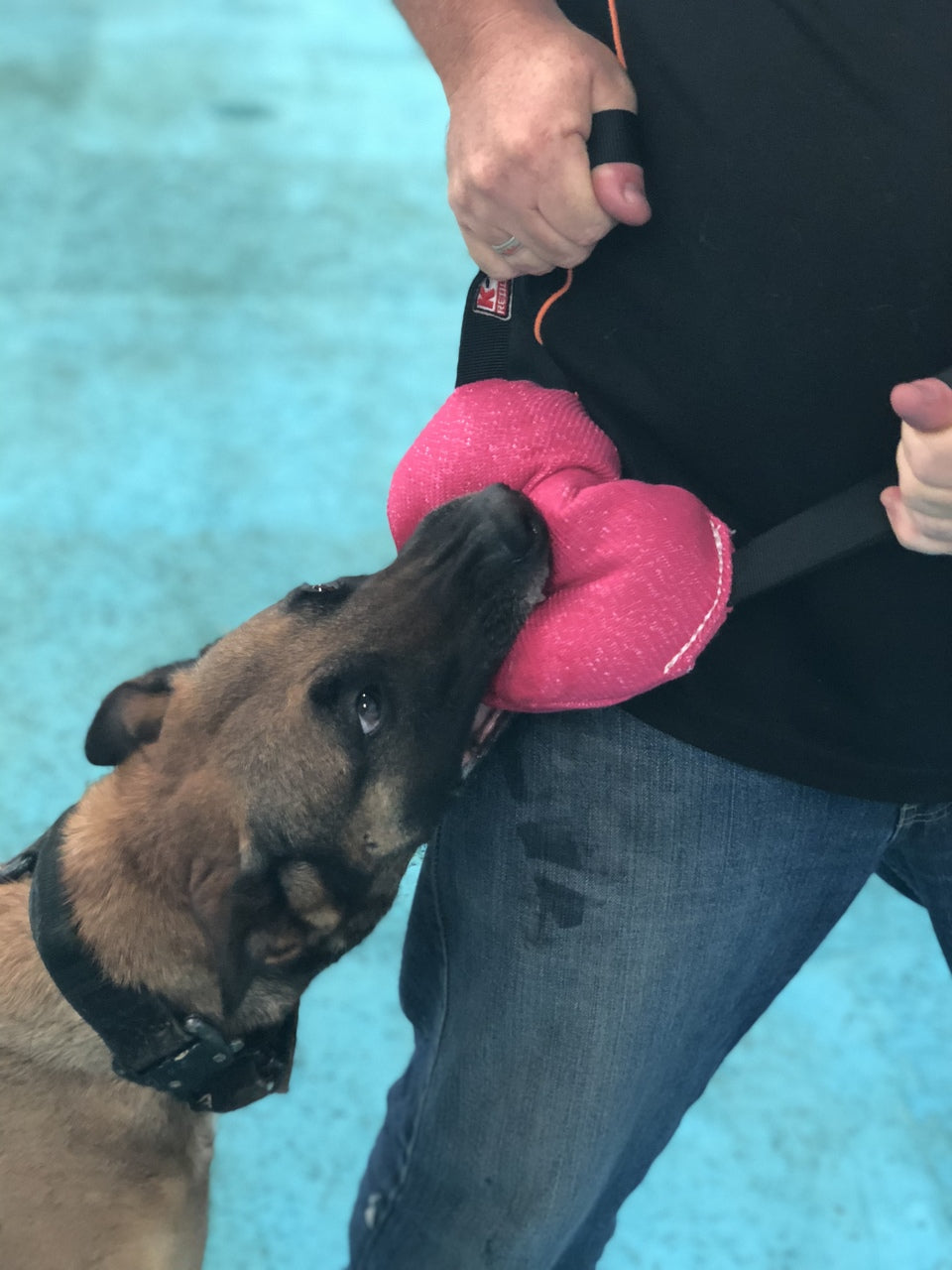 K9 training toys hotsell