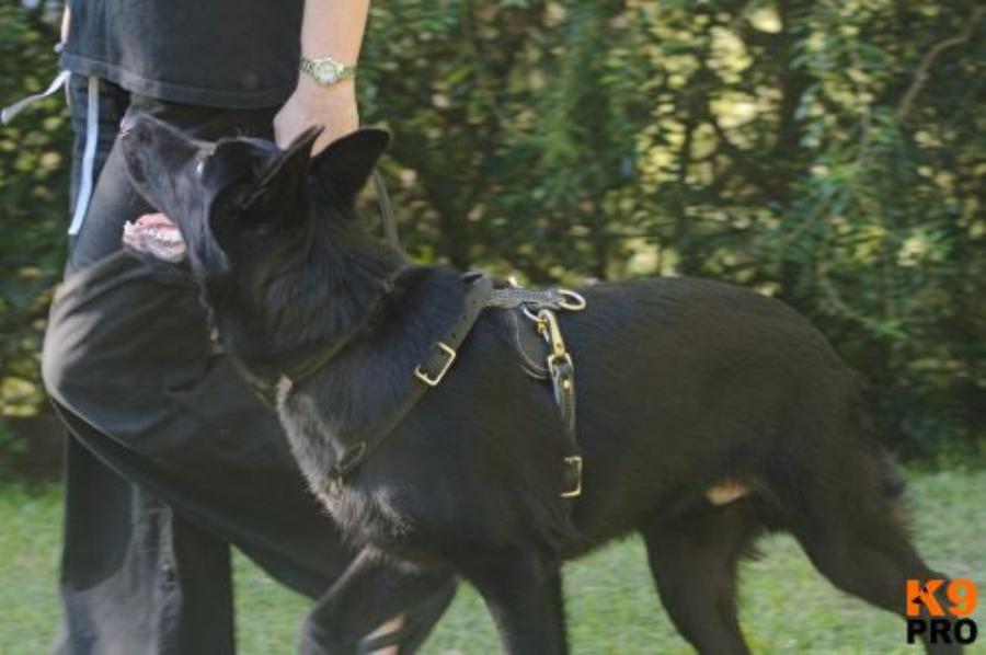 Light Weight Leather Harness