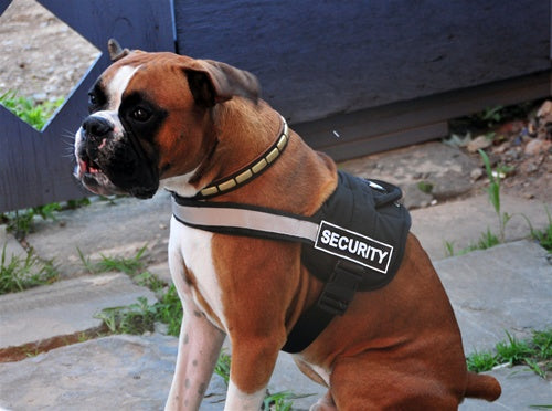 Dog harness best sale with velcro patches