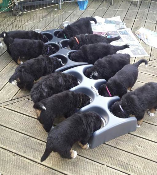 Weanafeeda Puppy Feeding System