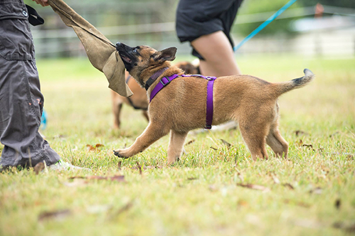 Flirt pole german shepherd best sale