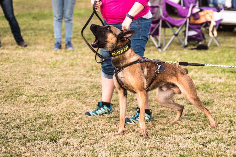 MaxTac Military Dog Collar Black