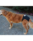 Reusuable Dog Britches/ Diapers